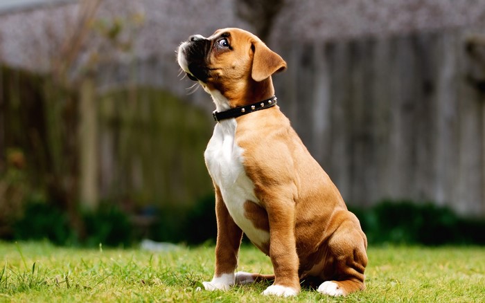 Brown Boxer dog sitting on grass