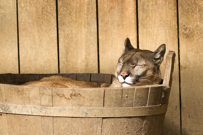 Cougar resting in a wooden barrel