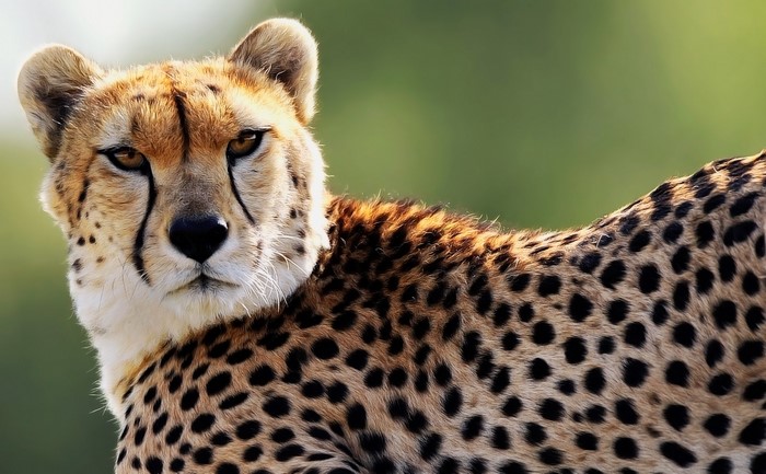 Close-up of a Cheetah's Face and Body