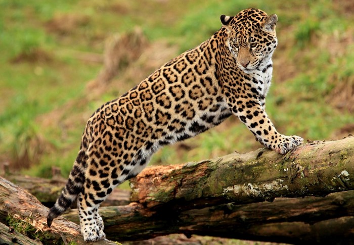 Jaguar on a log