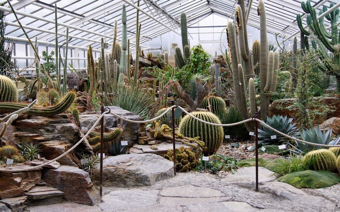 Greenhouse filled with various cacti and succulents