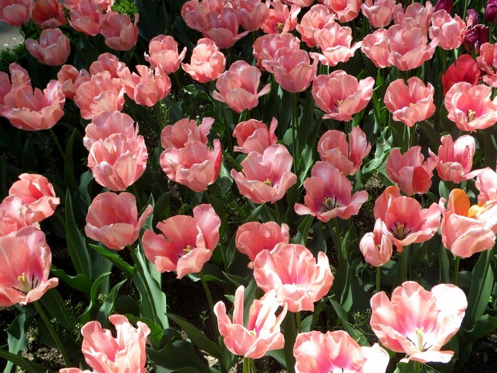 A field of pink tulips in bloom