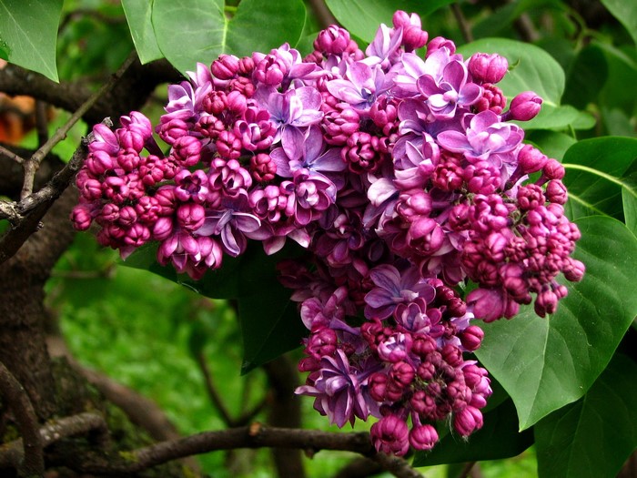Purple Lilac Flowers on a Tree Branch
