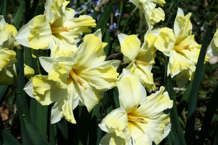 Yellow and white daffodils blooming in a garden