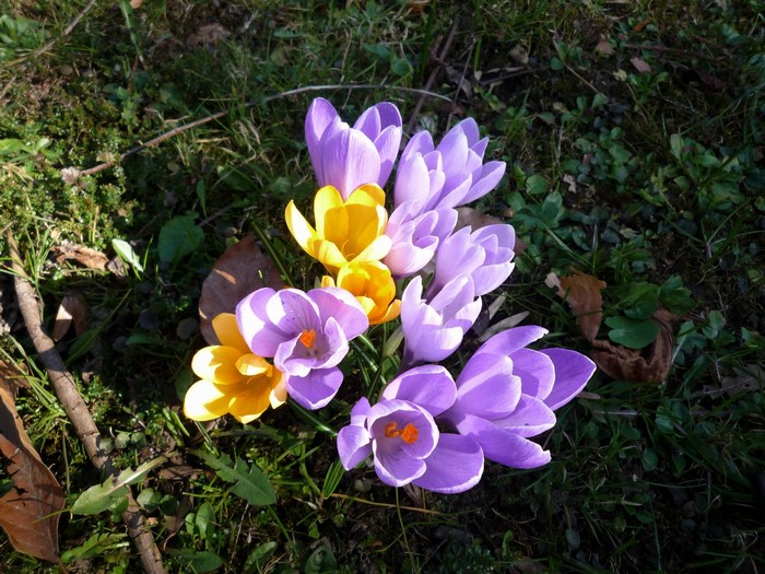 Purple and yellow crocuses blooming in grass