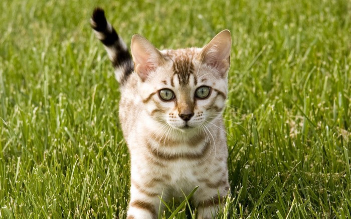 A Bengal kitten in green grass