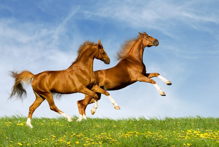 Two Chestnut Horses Running in a Field