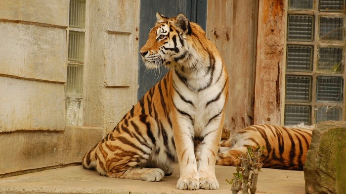 Tiger sitting in front of a building