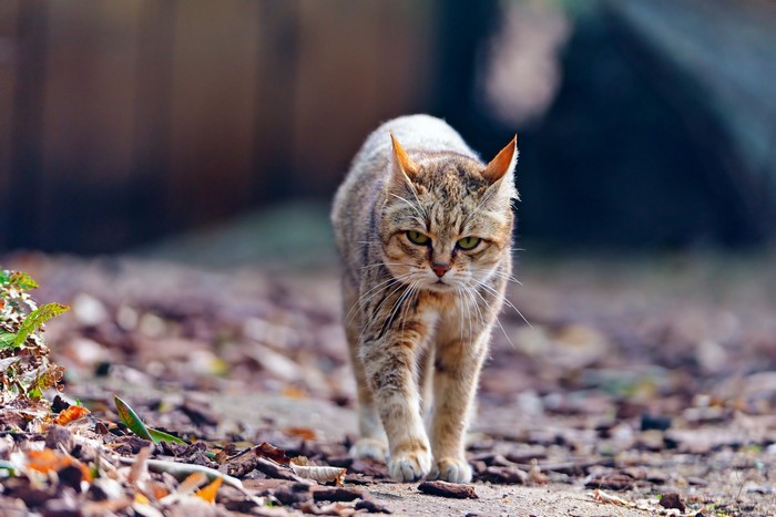 A tabby cat walks on a forest floor