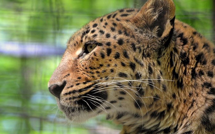 Close-up profile of a leopard's head