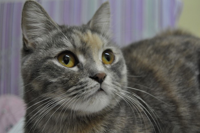 Close-up of a dilute tortoiseshell cat