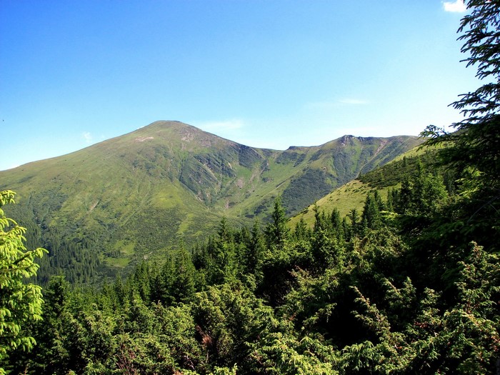 Green mountains and evergreen trees under a blue sky