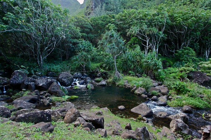 Botanical Gardens Pond with Lush Greenery and Rocks