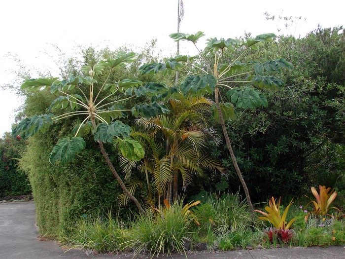 Plants in a garden with bamboo and palm trees