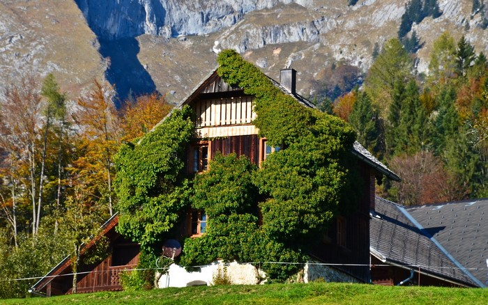 House covered in ivy in Salzkammergut, Austria