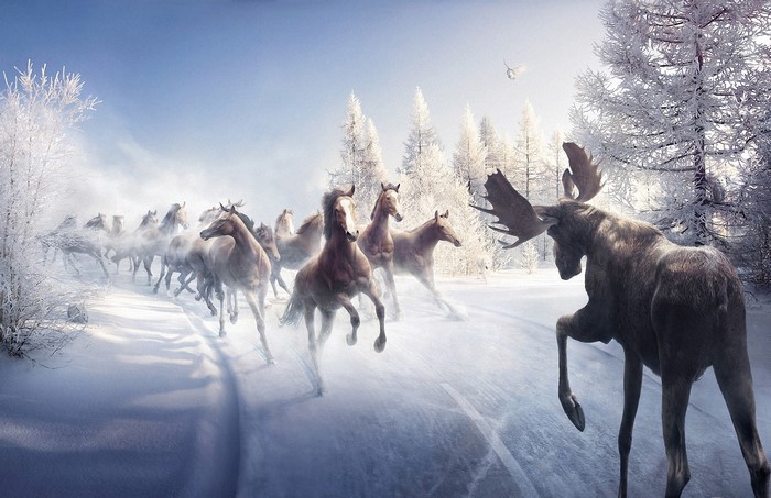 Horses and Moose in a Snowy Forest