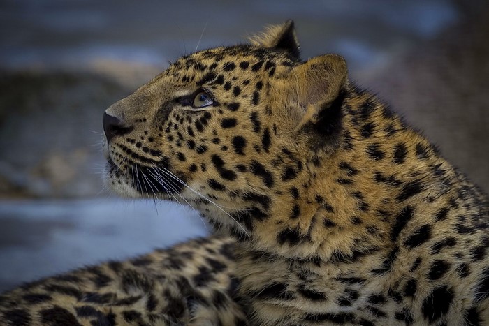 Leopard looking to the left