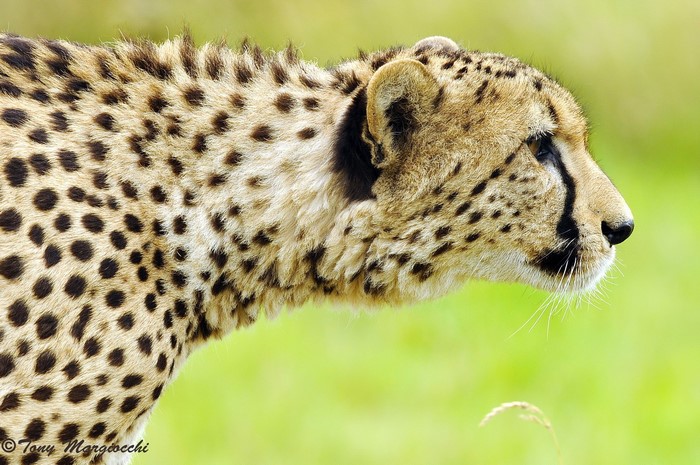 Cheetah profile with spotted fur and green background