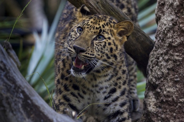 Leopard cub in a tree