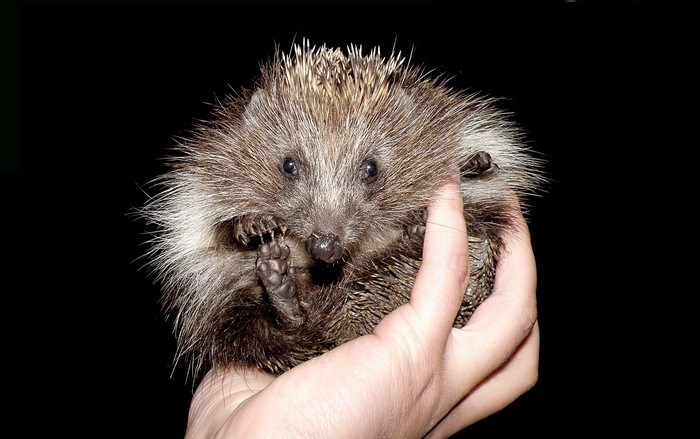 Hedgehog held in a hand