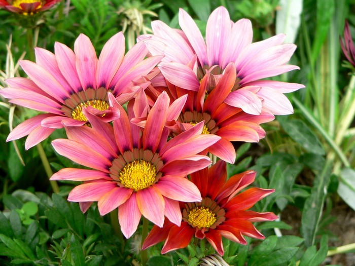 Gazania flowers in bloom