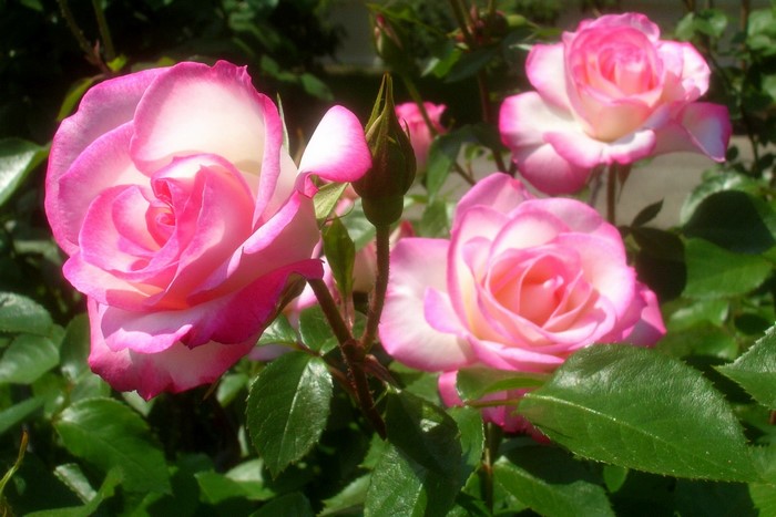 Pink and white roses with a bud