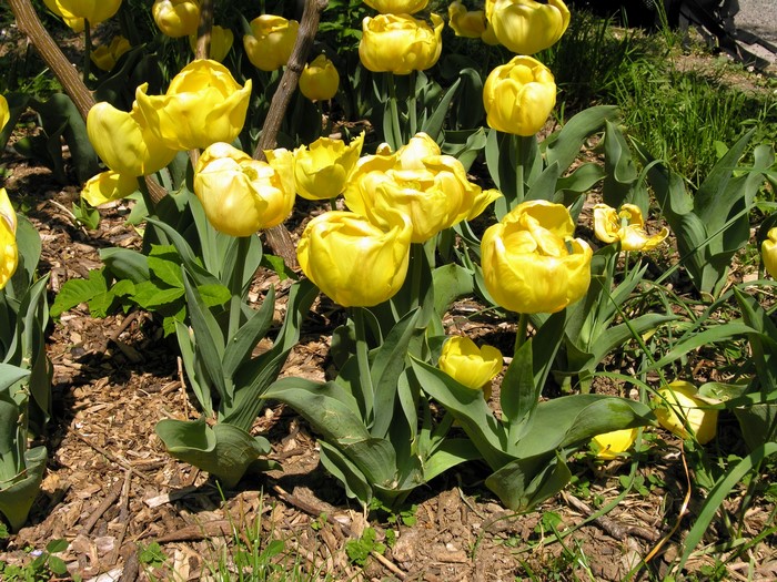 Yellow Triumph Tulips in a Garden