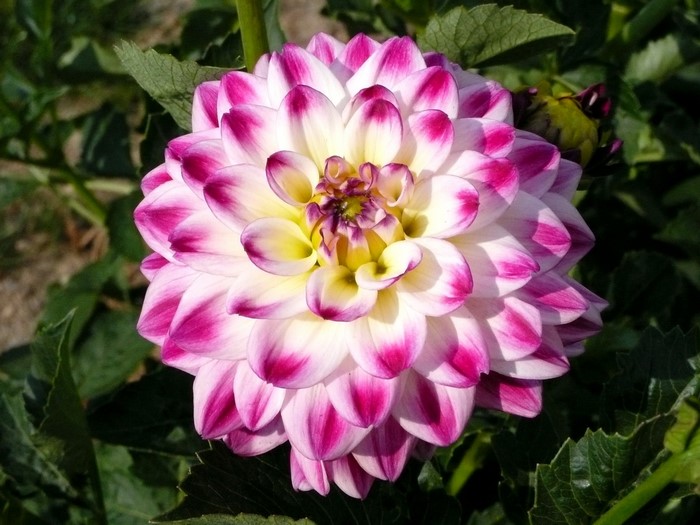 Dahlia Isadora Gryson