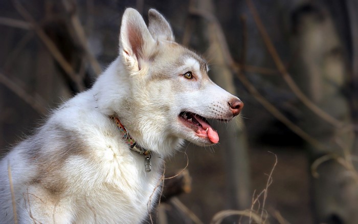 Husky dog with tan and white fur