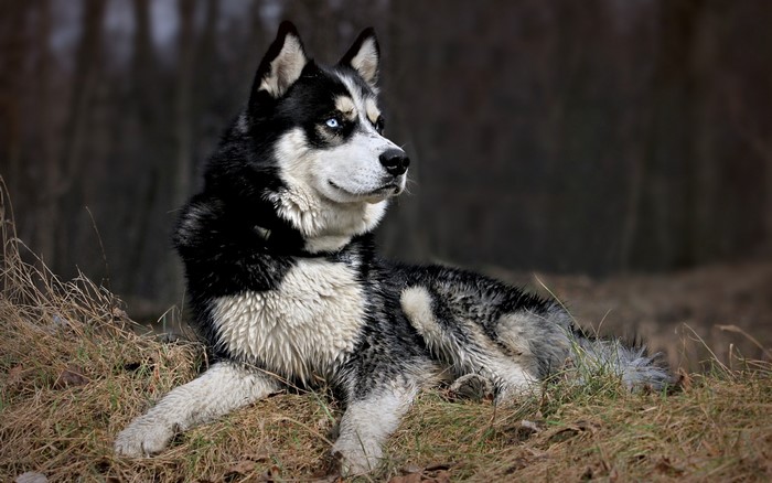Husky dog lying on dry grass