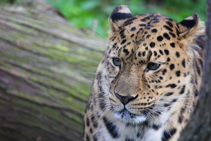 Leopard with spotted fur in a forest