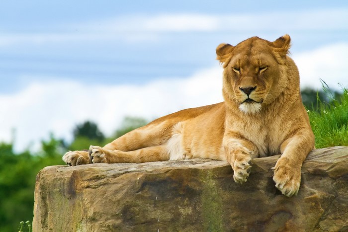 Lioness resting on a rock