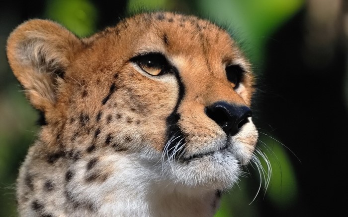 Close-up of a Cheetah's face