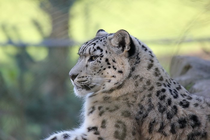 Snow leopard looking to the left