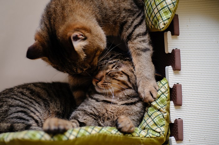 Two tabby cats cuddling