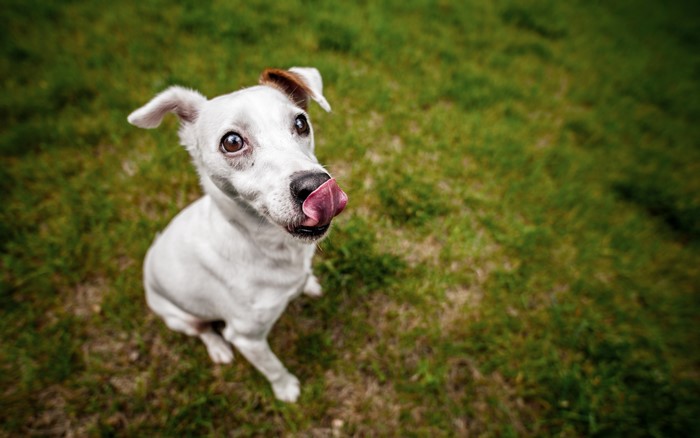 White dog with brown ear licking its nose on grass