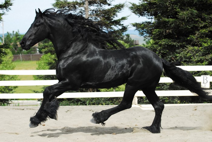 Black Friesian horse running in a sandy arena