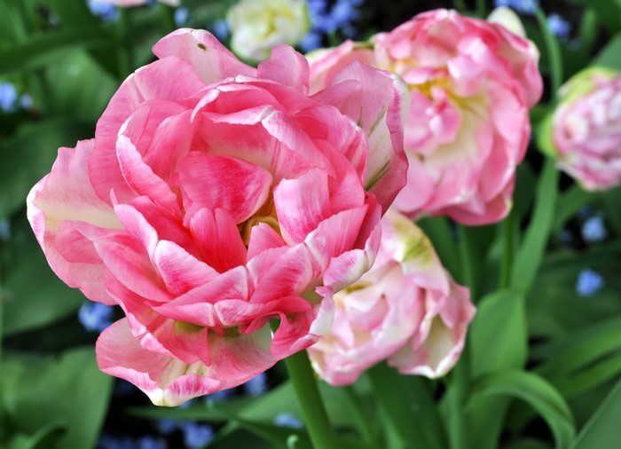 Pink Angelique Tulips in Bloom