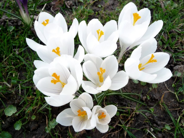 White Crocuses with yellow centers in grass
