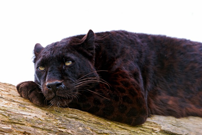 Black Panther resting on a log