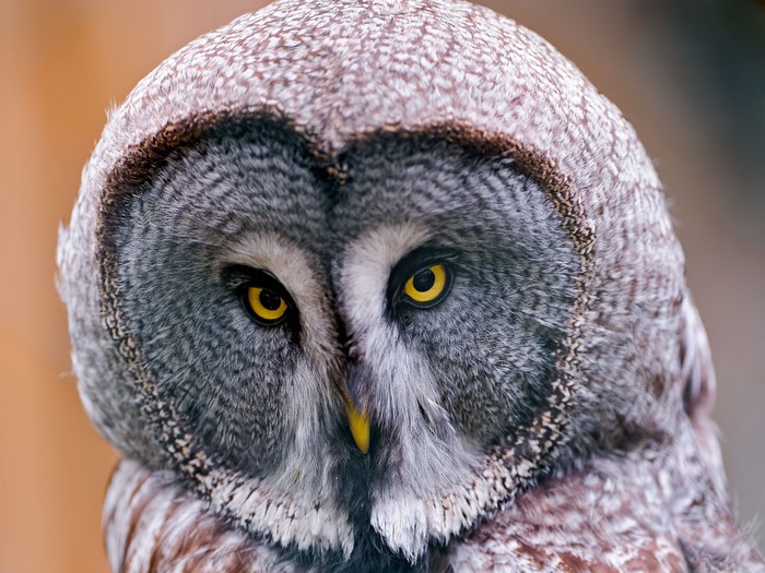 Great Grey Owl close-up