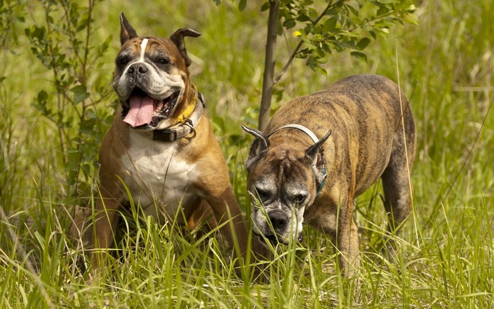 Two Boxer dogs in a grassy field