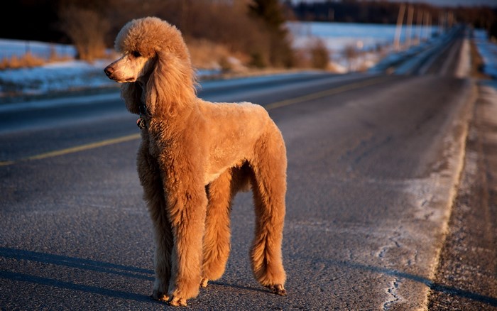 A brown poodle stands on a road in winter