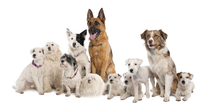 Group of Dogs: Miniature Schnauzer, Border Collie, Shepherd, Australian Shepherd, Jack Russell Terrier