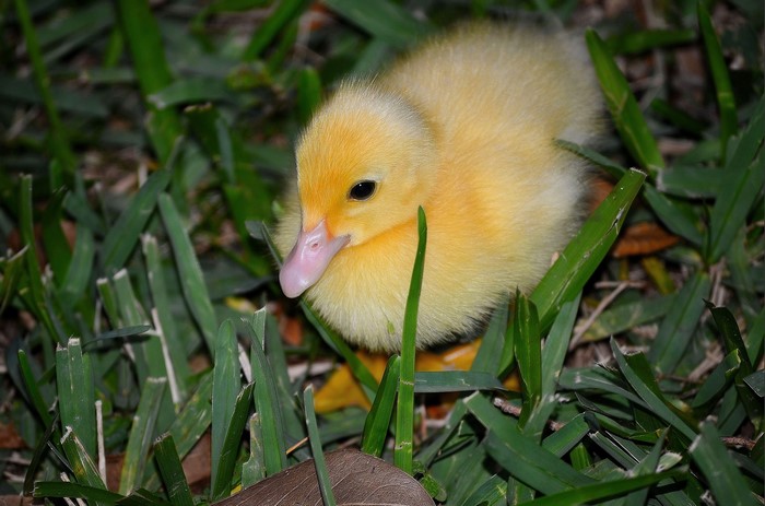 A yellow duckling in green grass