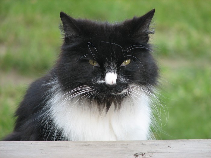 Black and white cat with green eyes