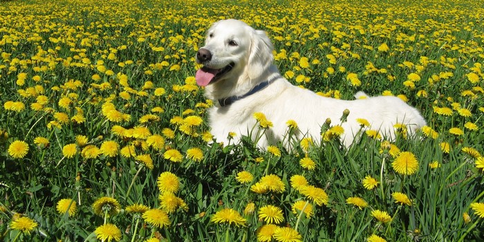 Golden Retriever dog in a field of dandelions