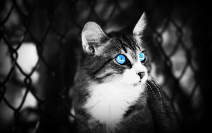 Close-up of a cat with bright blue eyes
