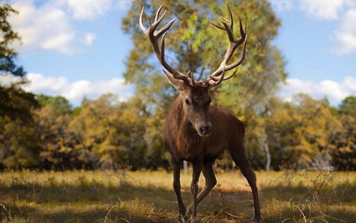 A majestic stag with large antlers stands in a field.