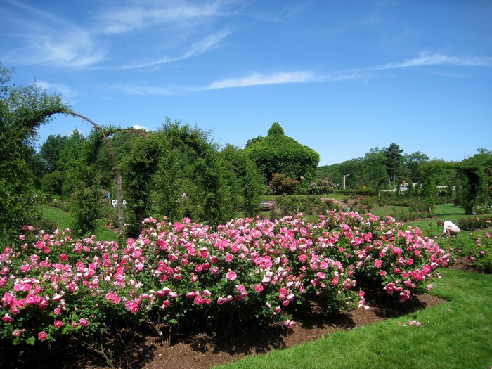 Rose garden with arched trellises and a person gardening